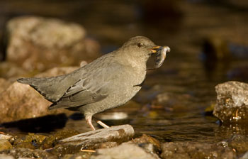 dipper